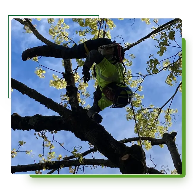 Monkeyman's Tree Service arborist suspended with harness in tree