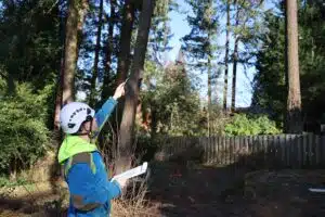 when pruning apple trees