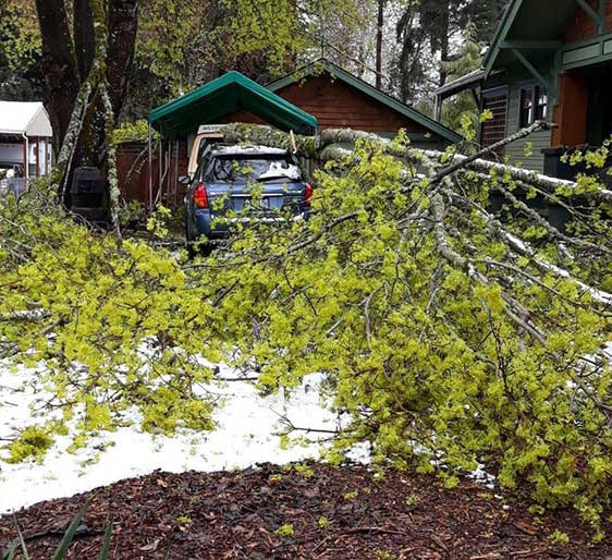 Emergency Tree Removal in Portland