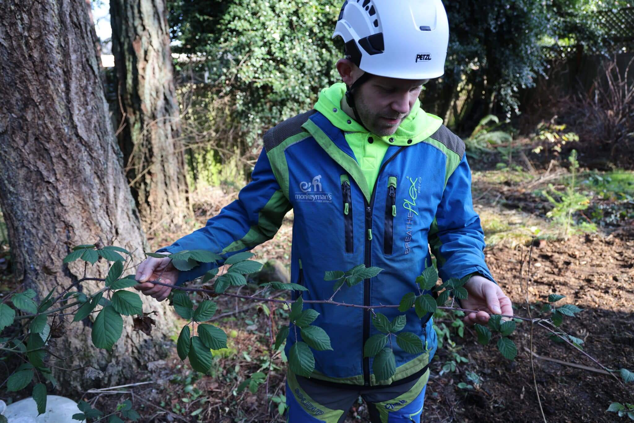 inspecting invasive blackberry