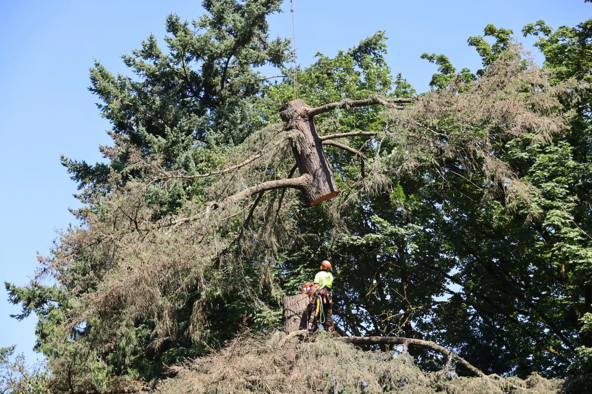 Portland tree removal