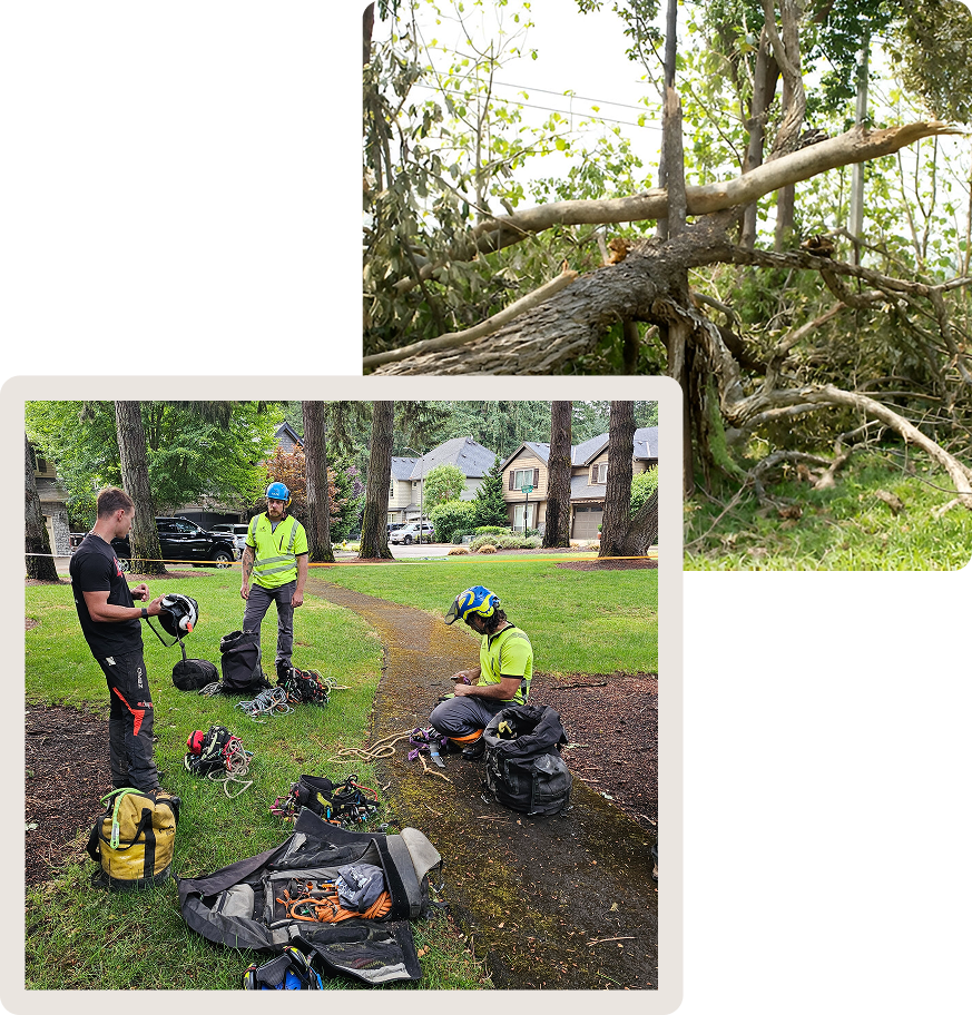 tree pruning and trimming