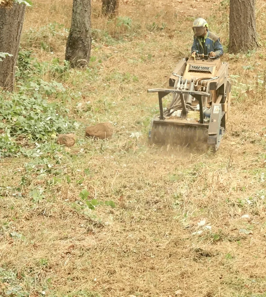 affordable tree removal Portland