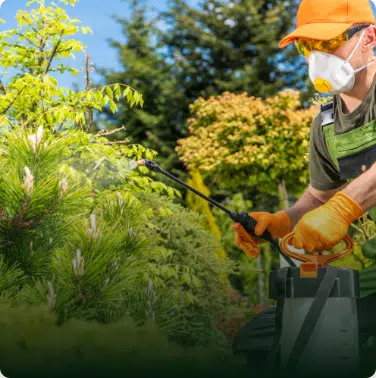 professional tree removal Portland