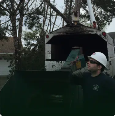 professional tree removal Portland