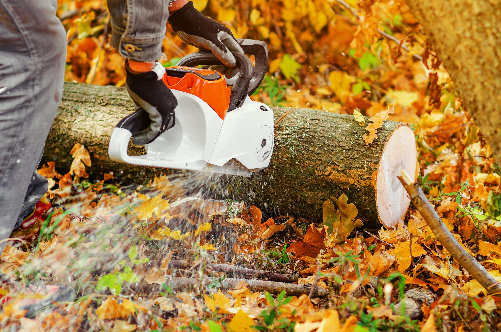 cost of stump grinding Portland