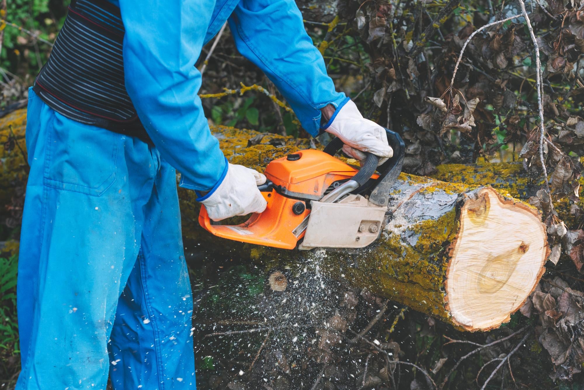 stump grinding benefits Portland