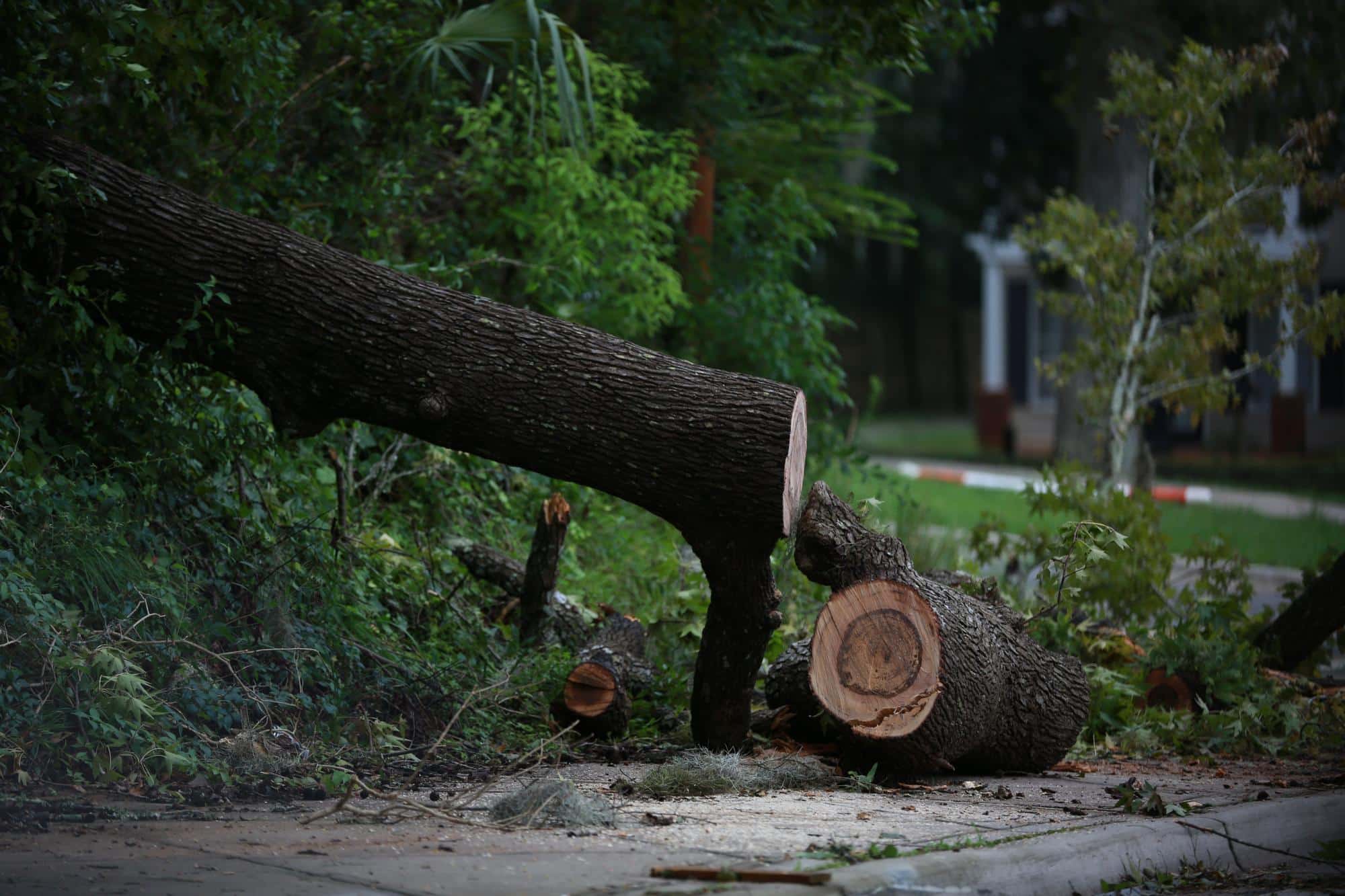 emergency tree removal process Lake Oswego