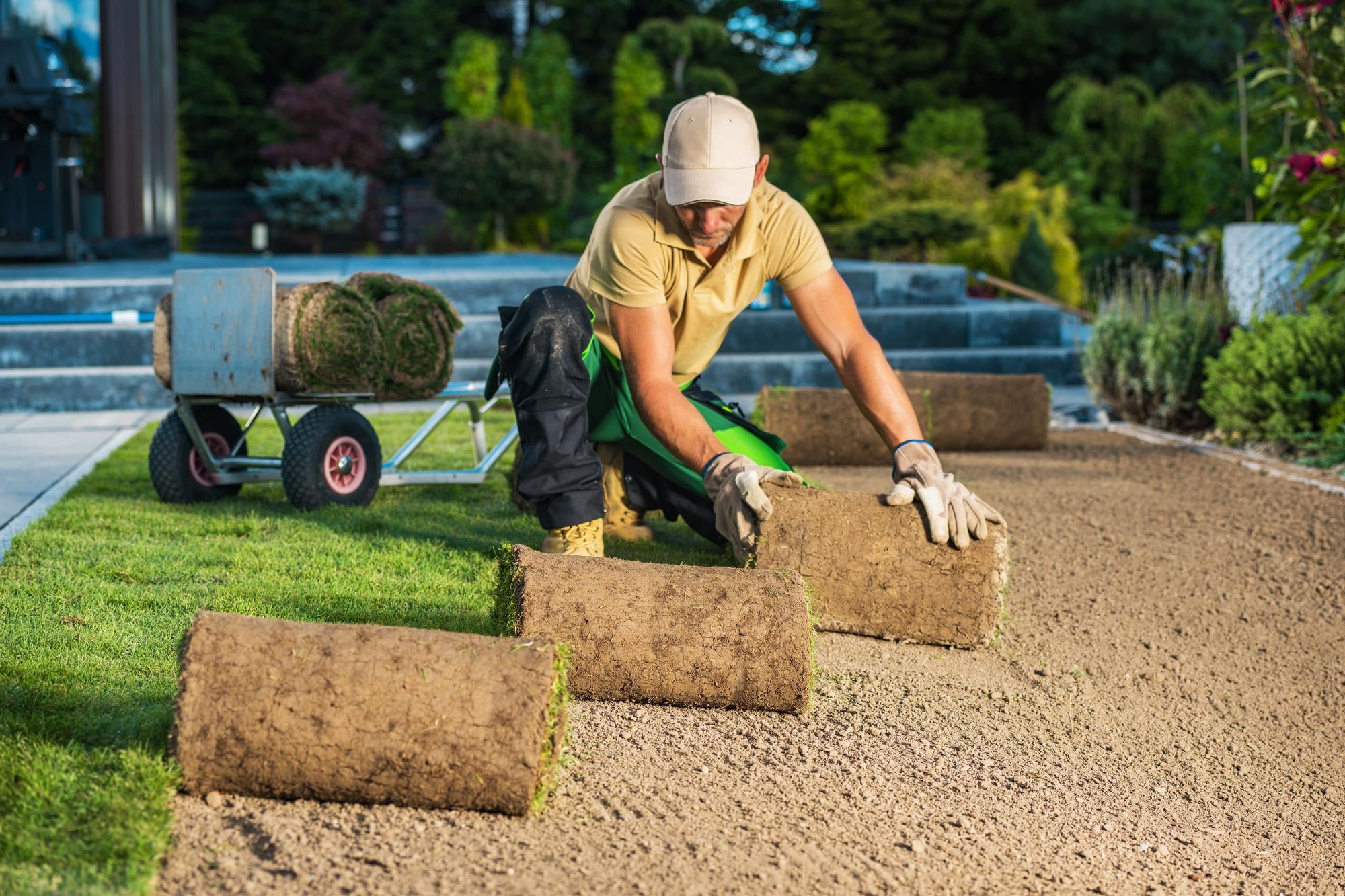 landscaping after tree removal Lake Oswego