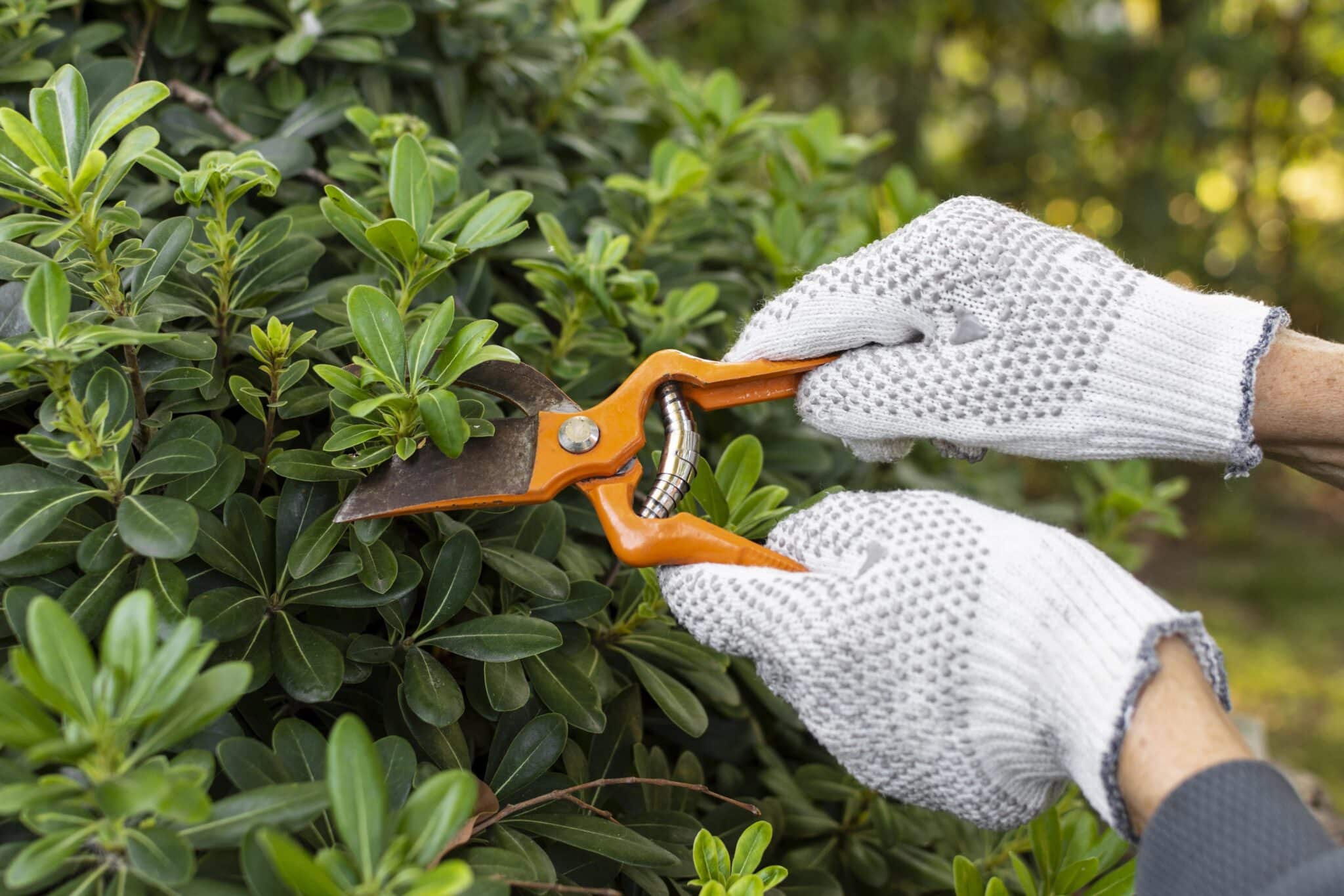 pruning schedule for Portland climate