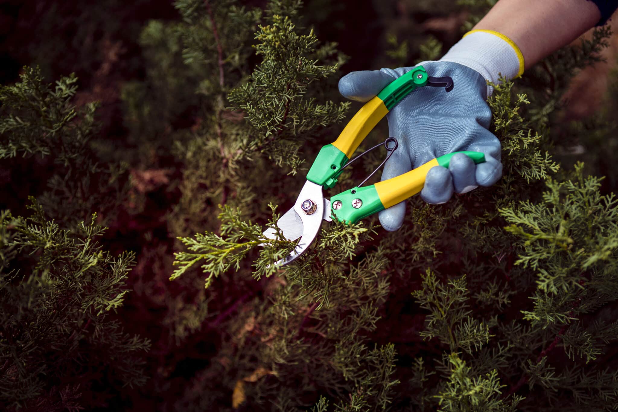 best time to prune trees Portland
