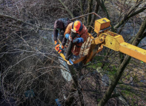 emergency tree service