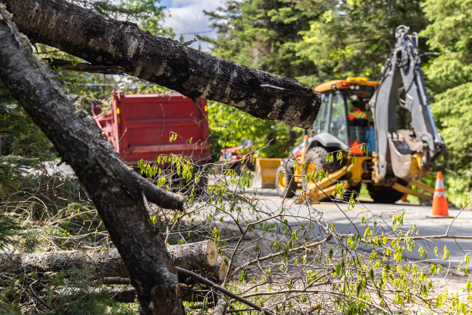 emergency tree service