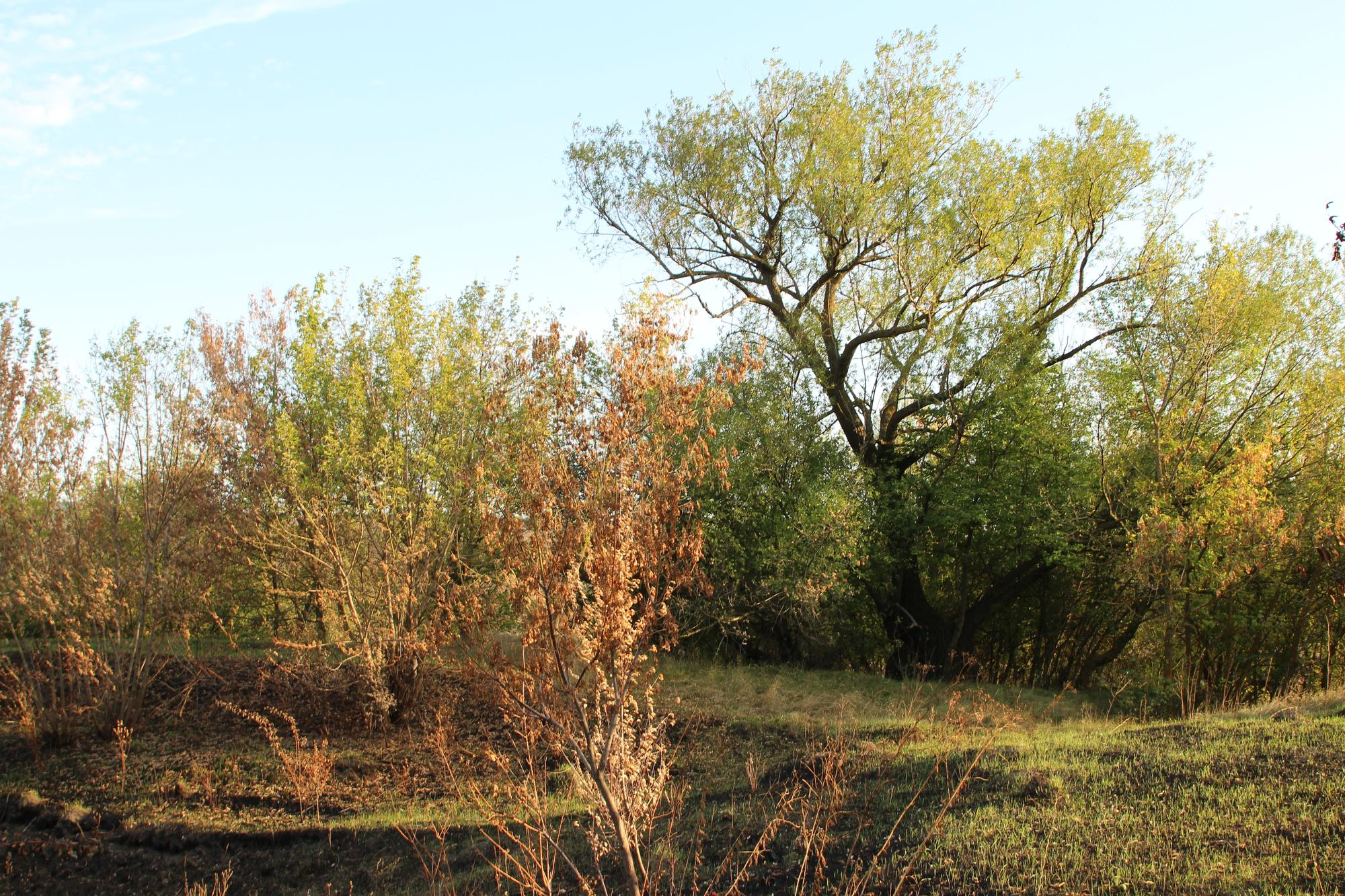 how do you know if a tree is dying