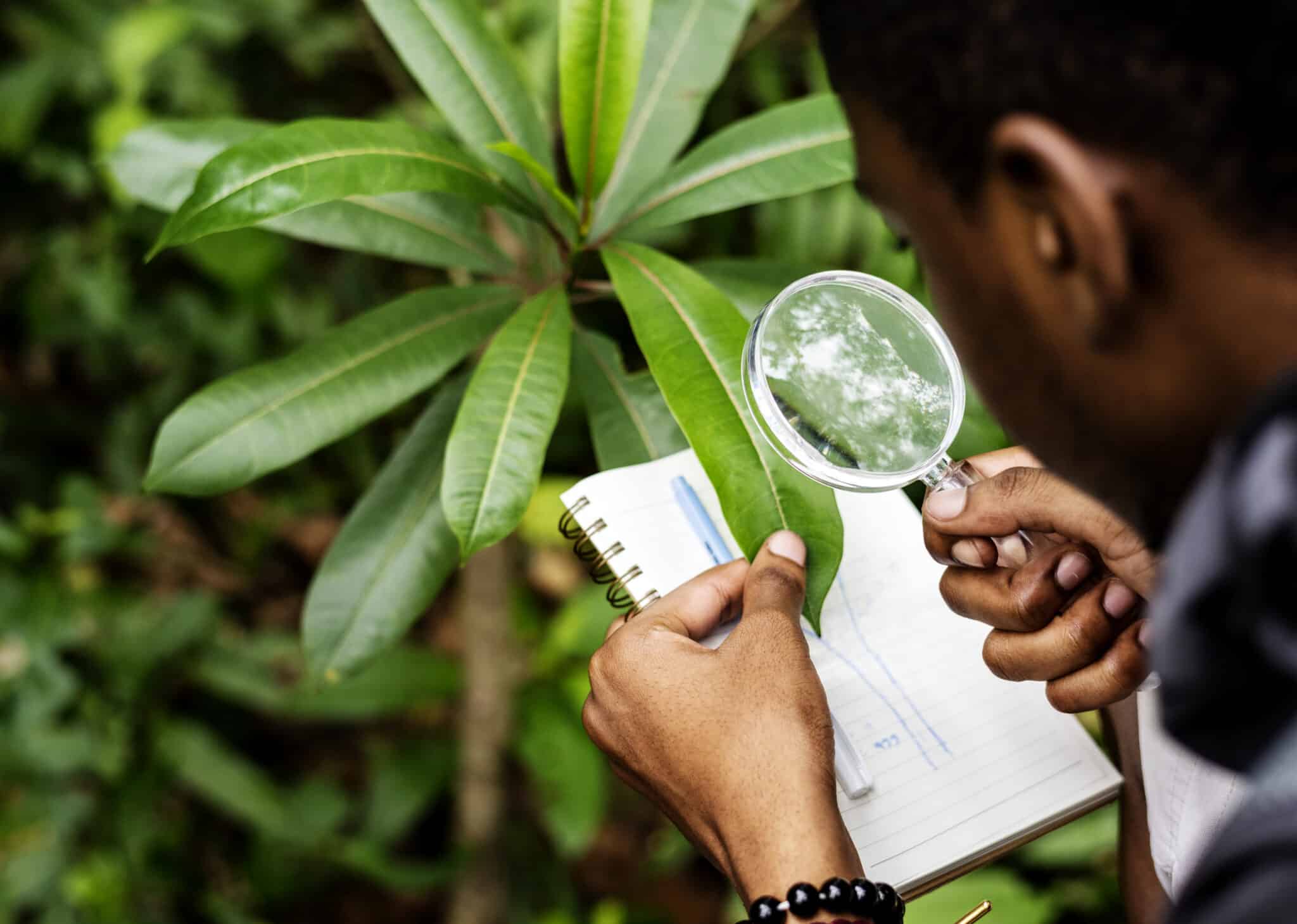 tree health assessment and inspection services