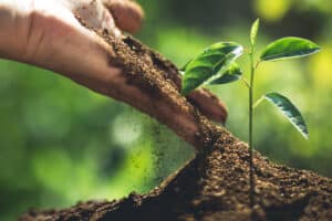 Trees to Avoid Planting