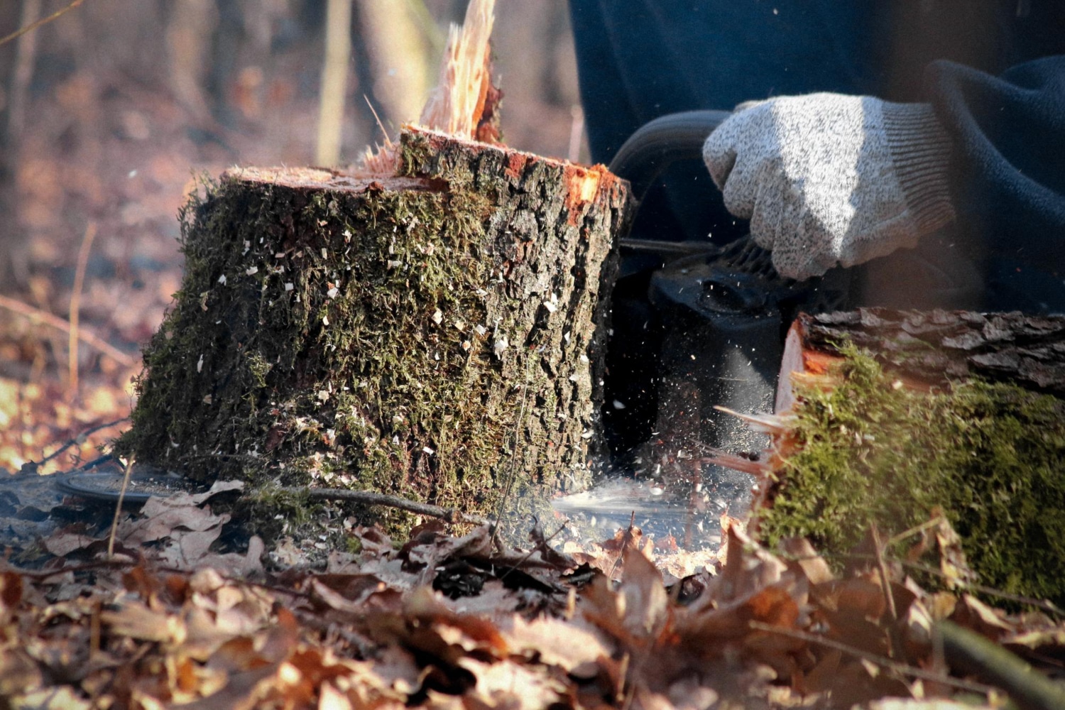 stump grinding portland oregon