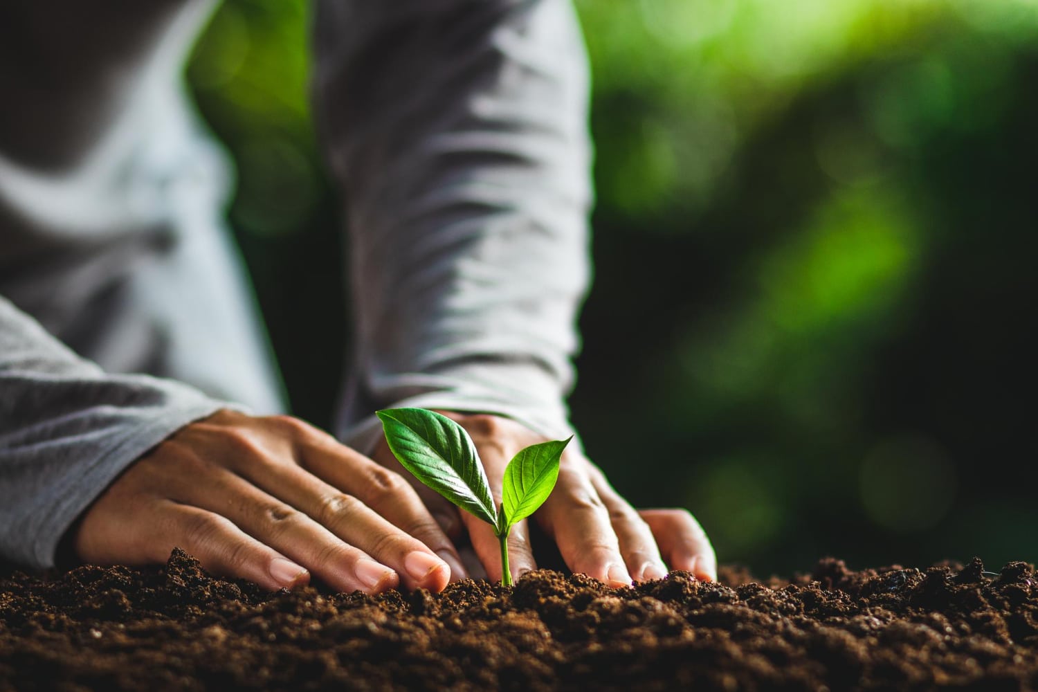 Trees to Avoid Planting