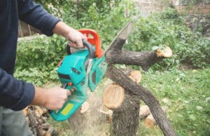 stump grinding portland oregon