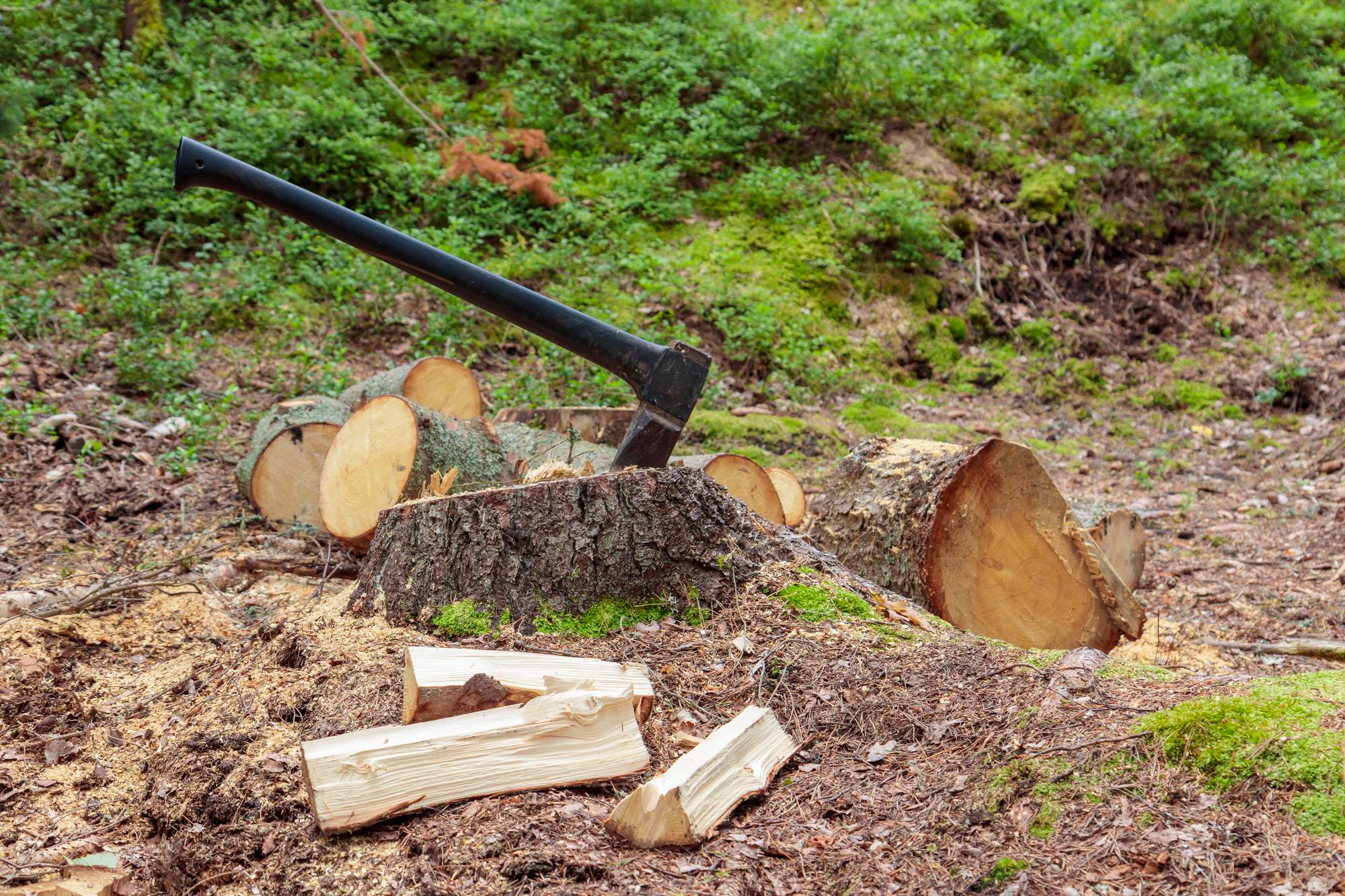 how to get rid of tree stumps