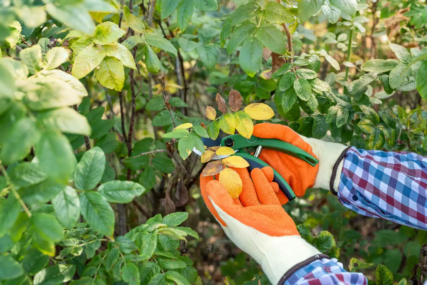 best time of year for tree pruning