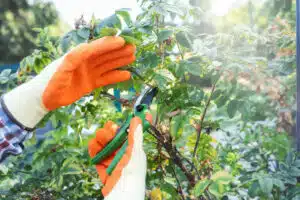 best time of year for tree pruning