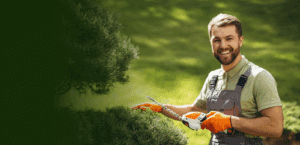 best time of year for tree pruning