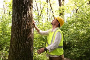 how to tell when a tree is dying