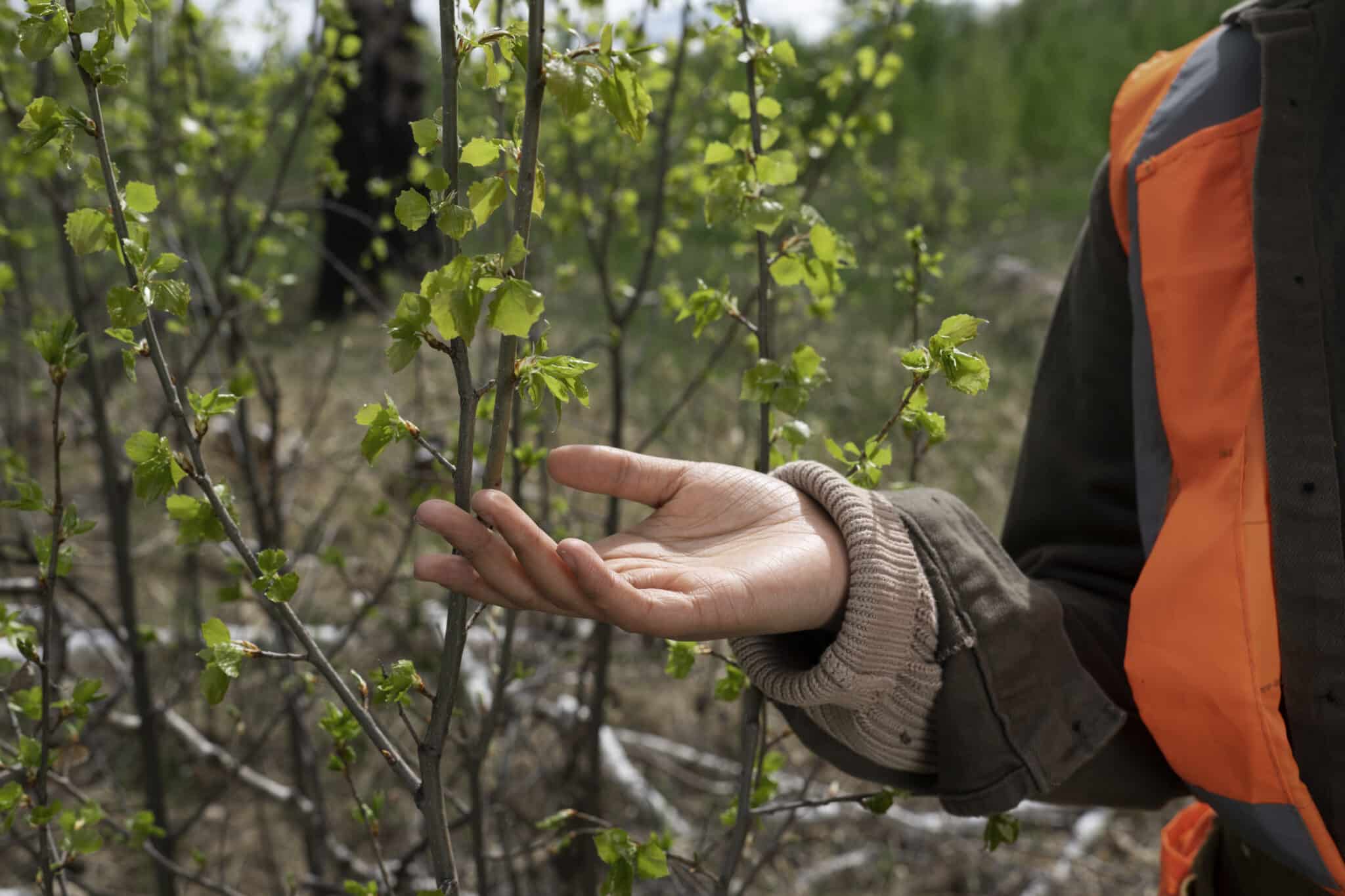 how to tell when a tree is dying