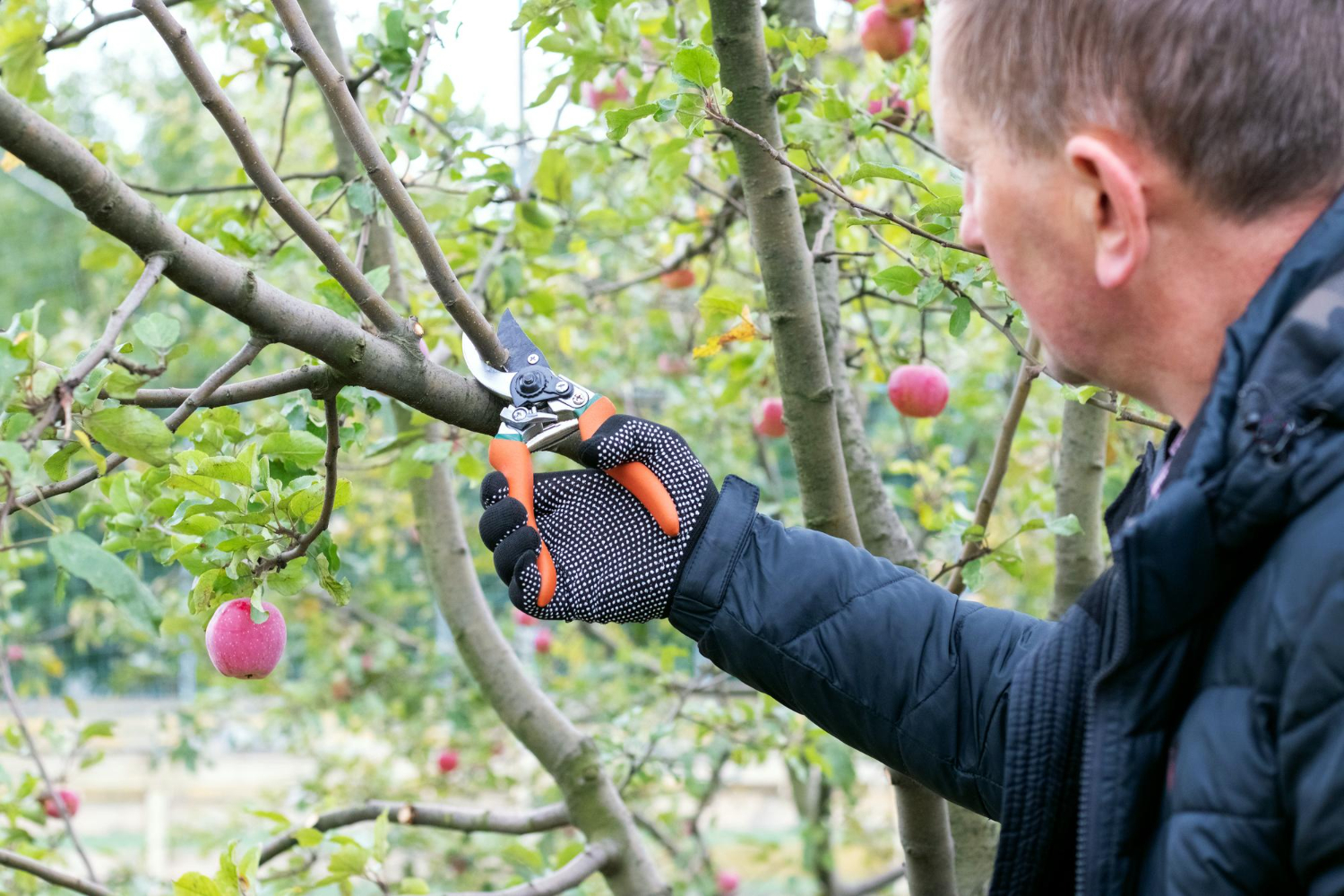 when pruning apple trees