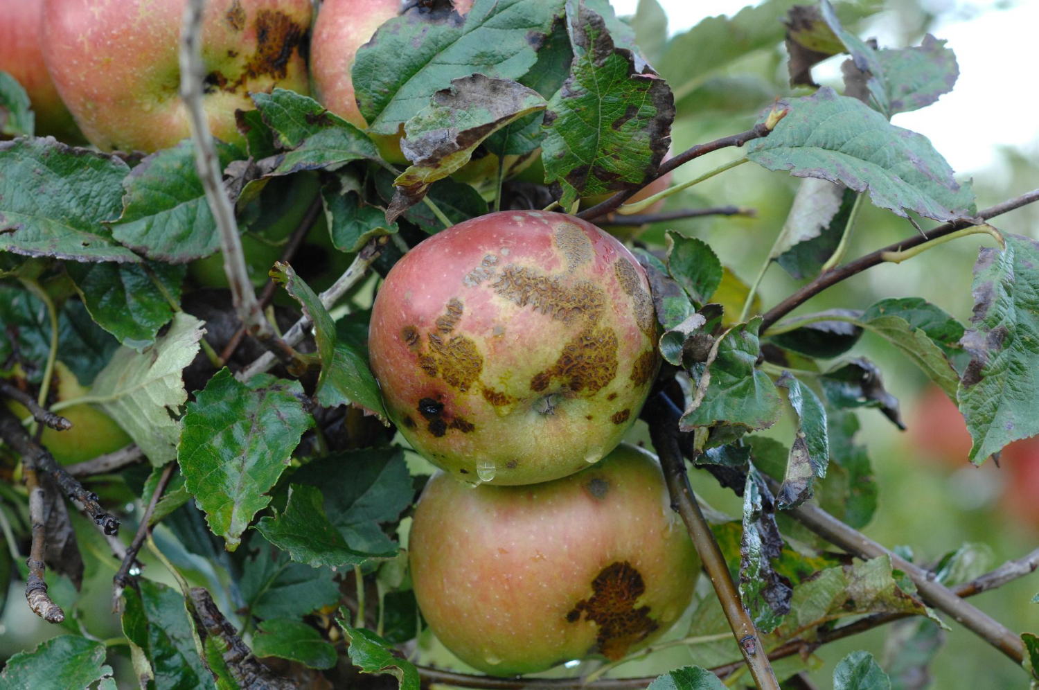 apple tree diseases and treatment​