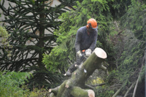 Tree Removal Safety