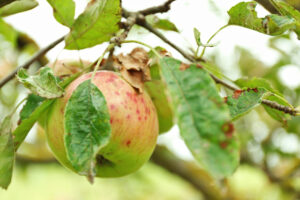 apple tree diseases and treatment
