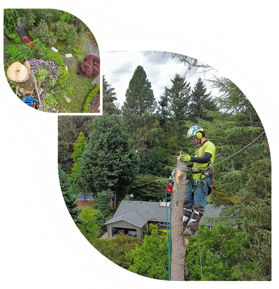 Monkeyman’s Tree Service Portland