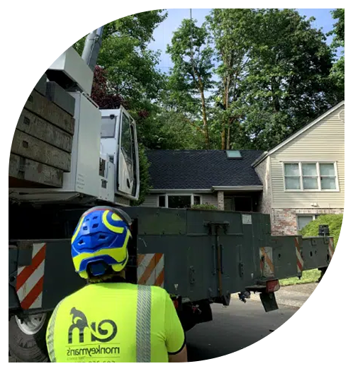 arborist tree service