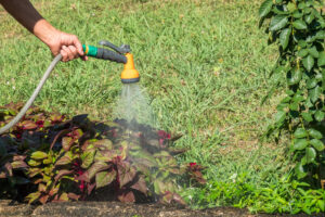 Lawn Disease Treatment