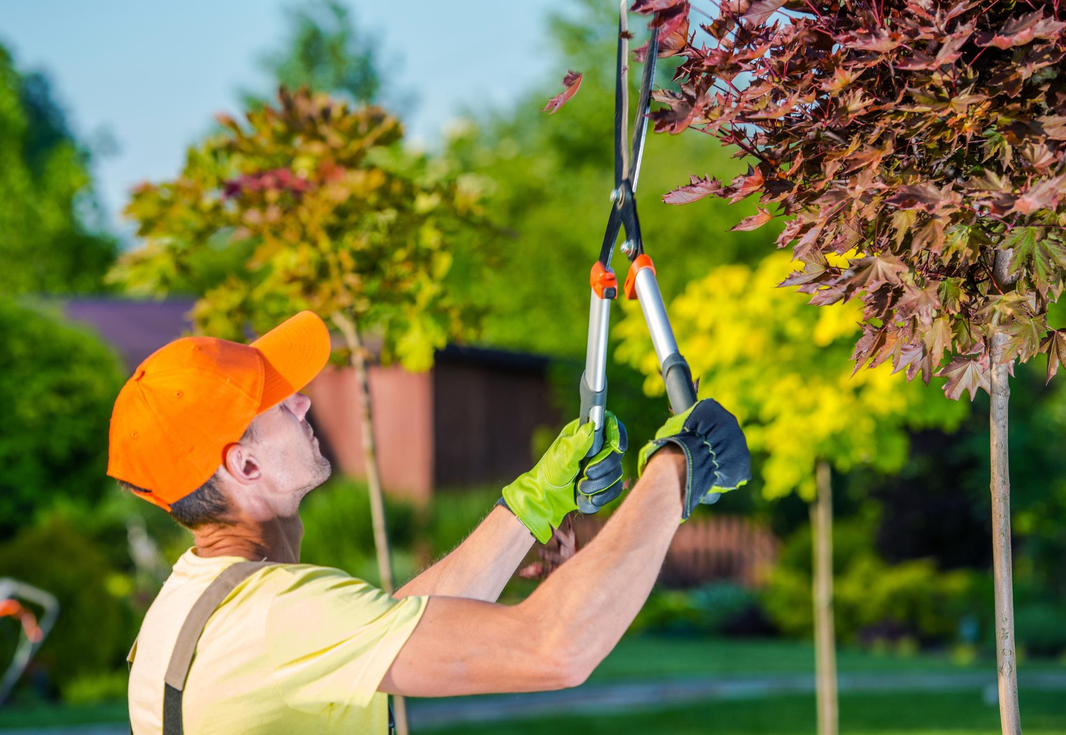 When Should You Trim Maple Trees
