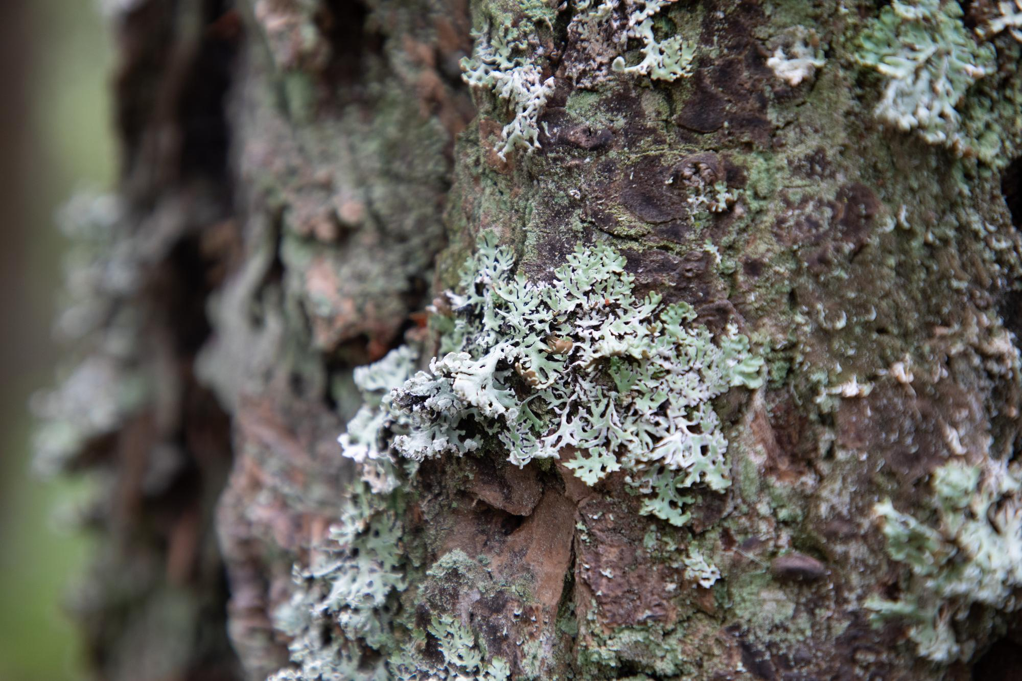 shrub disease treatment