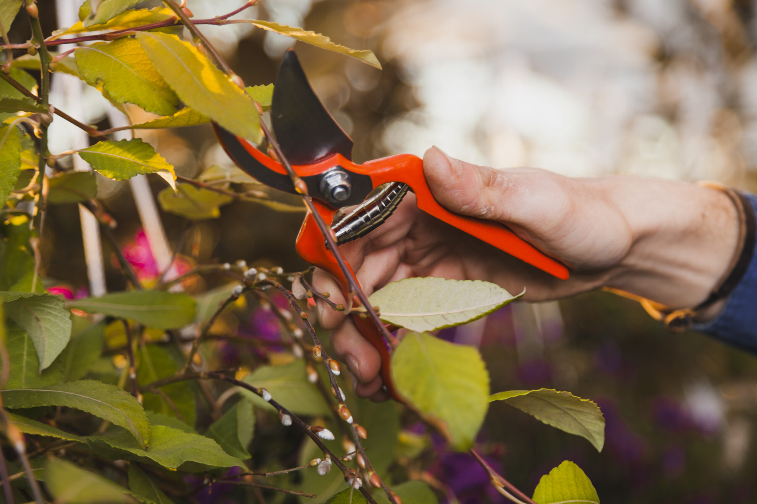 Tools for Trimming Trees