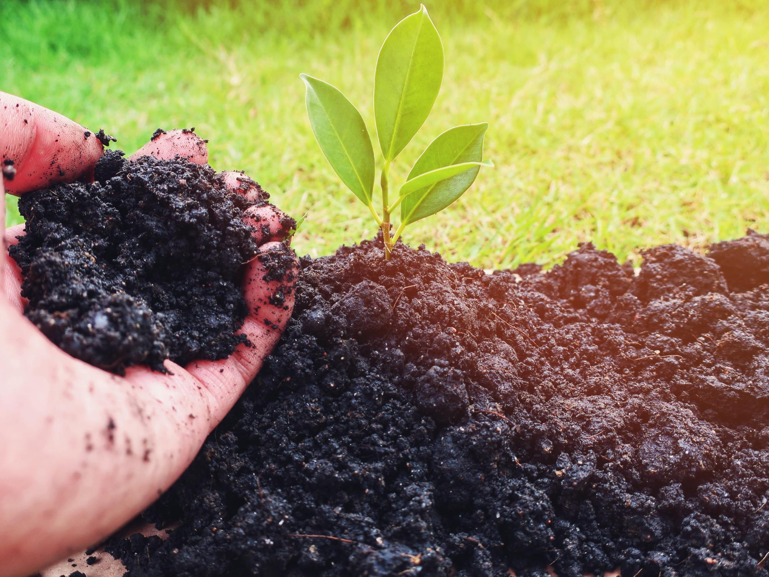 organic fertiliser for lawn care