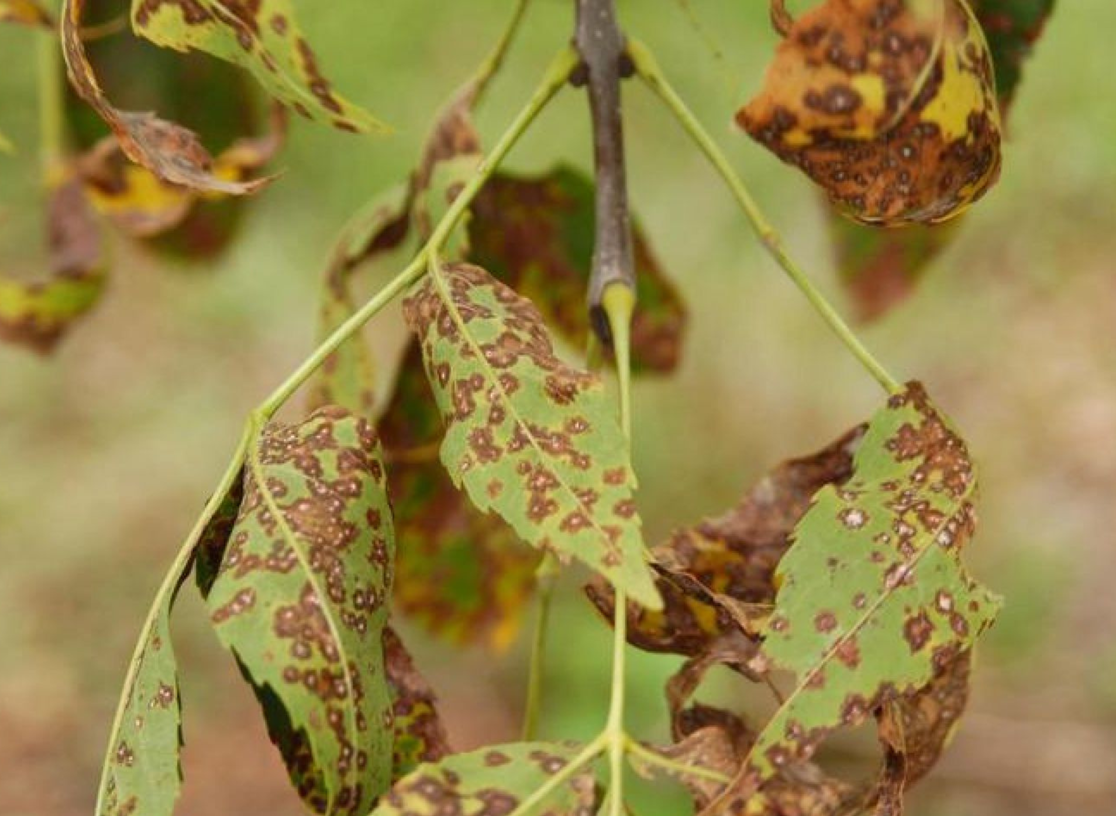 ash tree disease