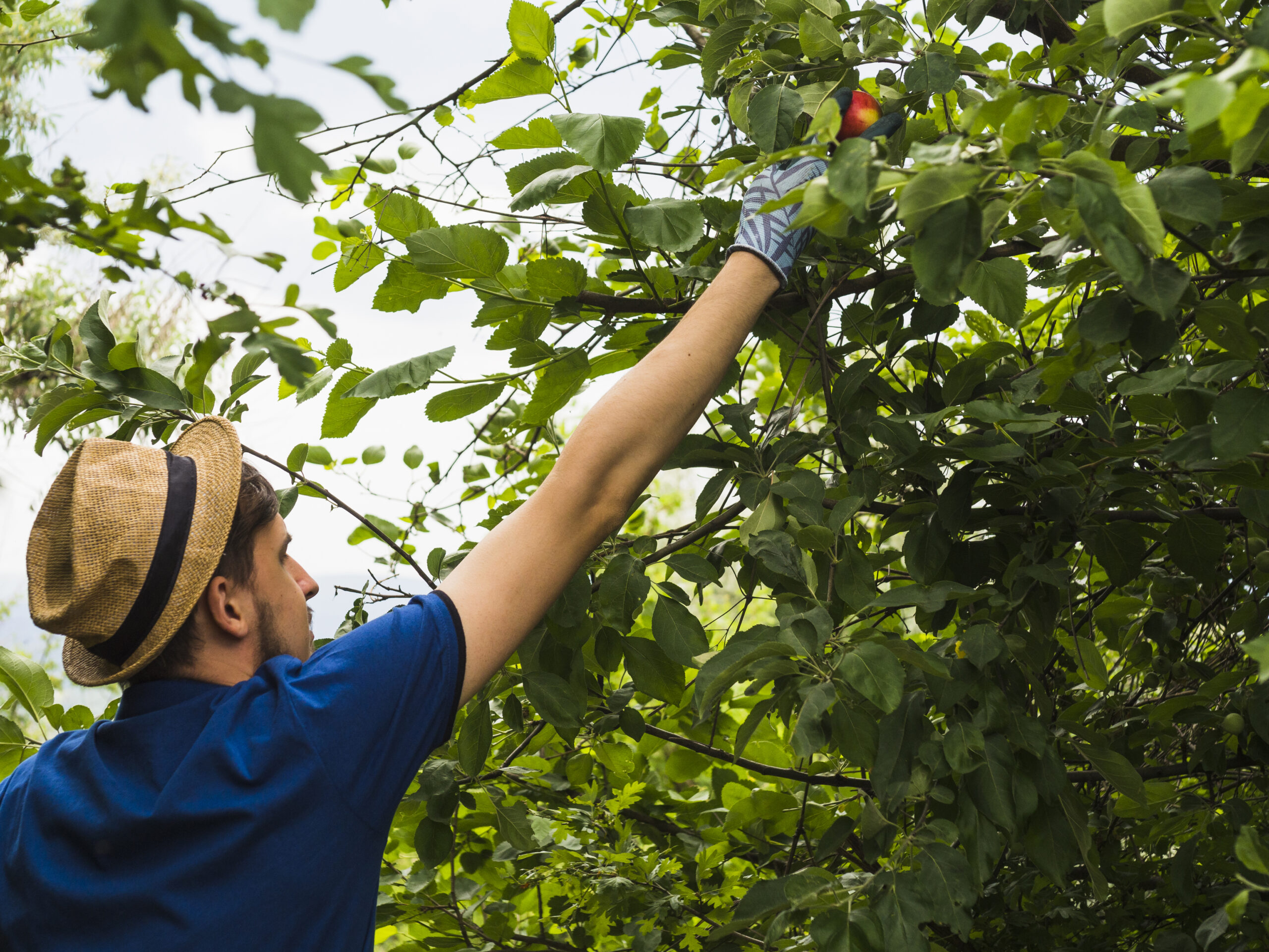fruit tree pruning service