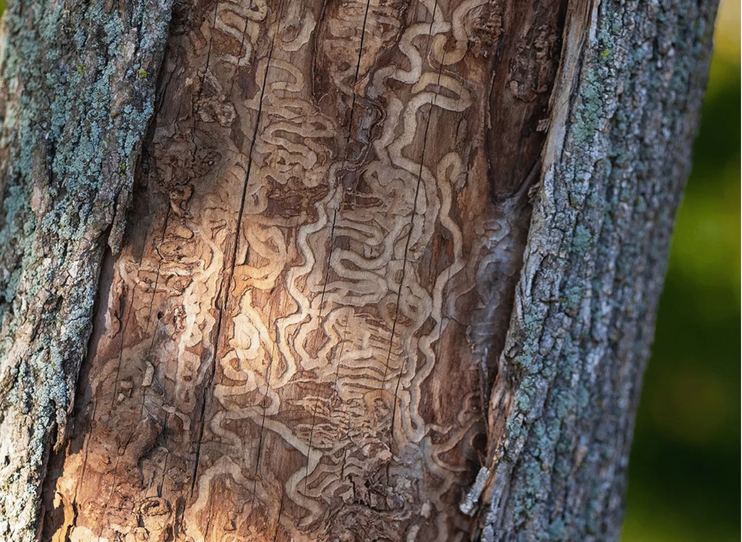 how to know if tree is dead