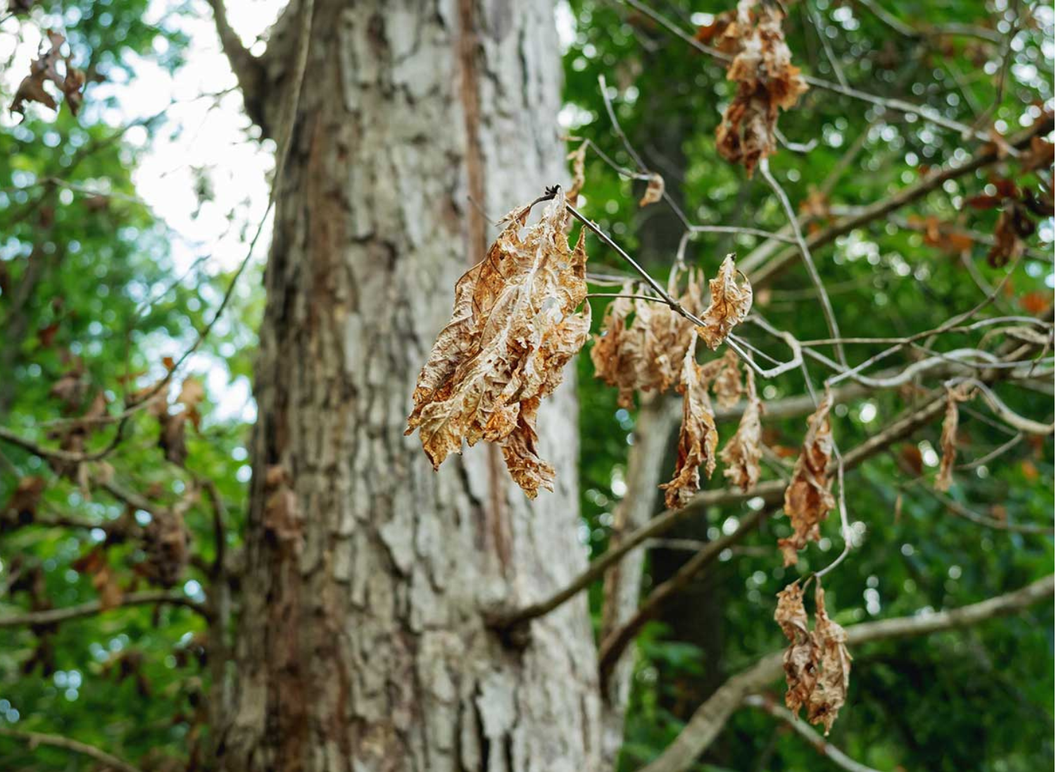 Signs of a Dead Tree