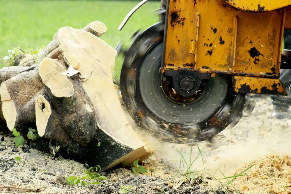 Tree Stump Grinding Removal Service