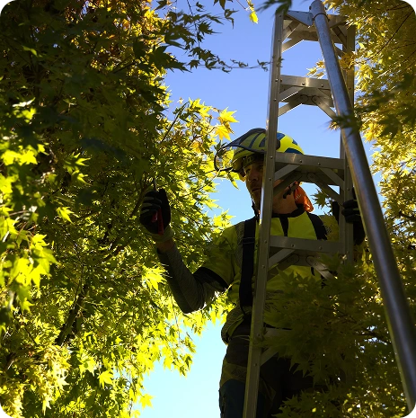 Blackberry Brush Removal