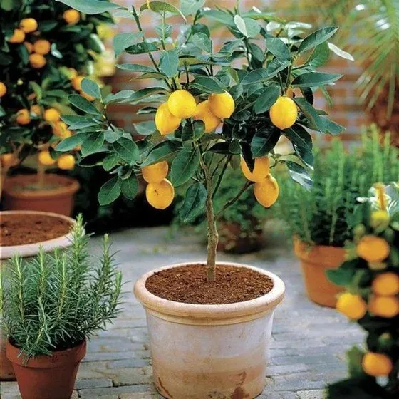 Can Lemon Trees Survive Winter in Portland