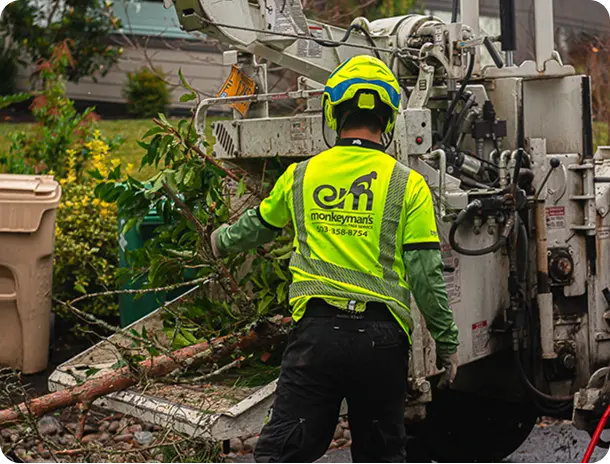 Commercial Brush Removal 1