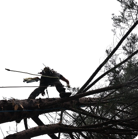 Dead Tree Removal