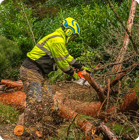 Emergency Tree Service 2